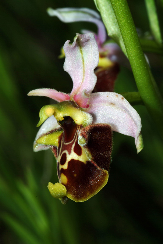 Ophrys holosericea subsp. holosericea